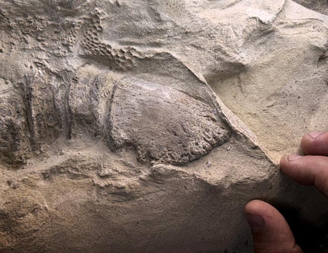 Le sabot, conservé sous une très fine couche d’argile, recouvre l’os terminal du pied d’une momie adulte d’« Edmontosaurus annectens », un dinosaure à bec de canard.