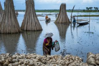 Le jute est semé avant la mousson et récolté pendant celle-ci, à Bortir Beel, au nord-est de Calcutta (Inde), le 28 aouût 2025.