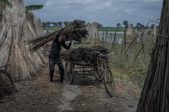 Un cultivateur de jute transportant les tiges séchées, à Bortir Beel, le 28 août 2025. 