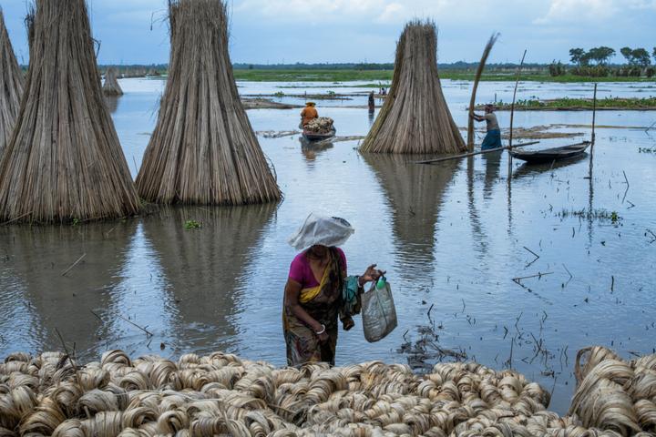 Le jute est semé avant la mousson et récolté pendant celle-ci, à Bortir Beel, au nord-est de Calcutta (Inde), le 28 aouût 2025. 
