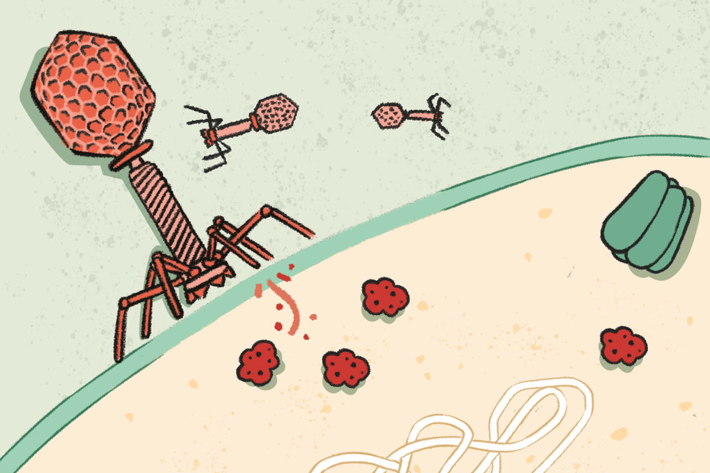 Découverte d’un nouveau système de défense antiphages des bactéries, Panoptes