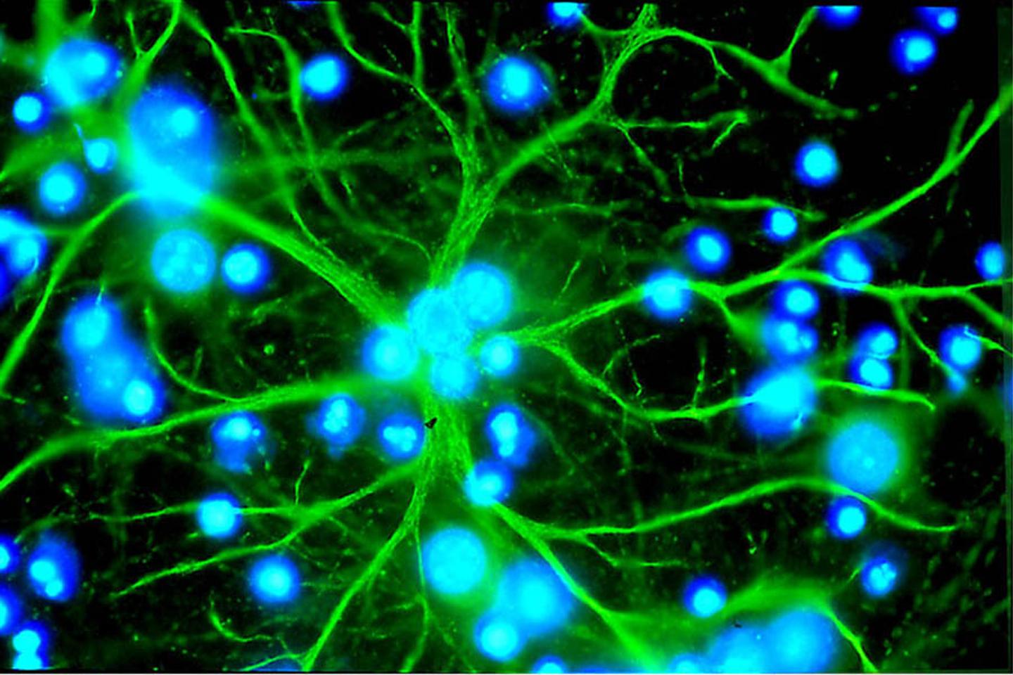 Dans le cerveau, les astrocytes consolident la mémoire