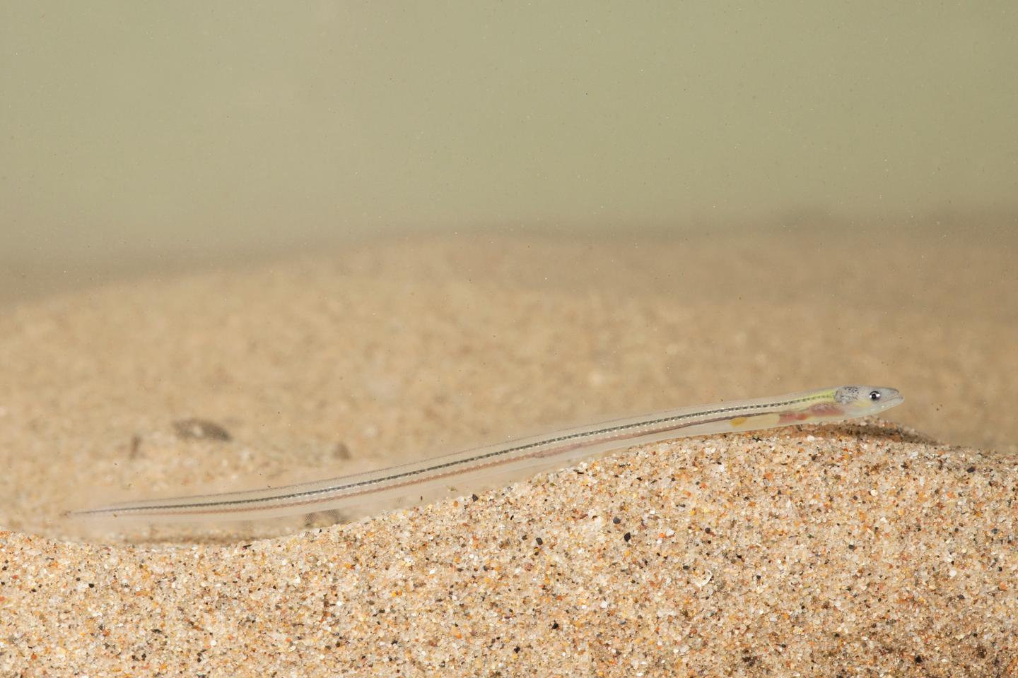 En Belgique, le très prospère trafic de civelles d’Anguilla anguilla prisés des Asiatiques En Belgique, le très prospère trafic de civelles d’Anguilla anguilla prisés des Asiatiques