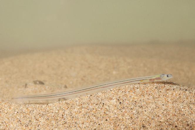 Une civelle d’Anguilla anguilla.