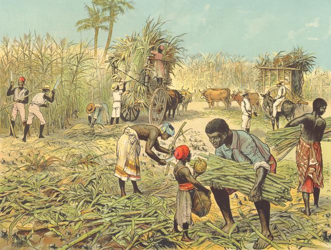 La récolte de la canne à sucre dans les Caraïbes. Gravure de 1880.
