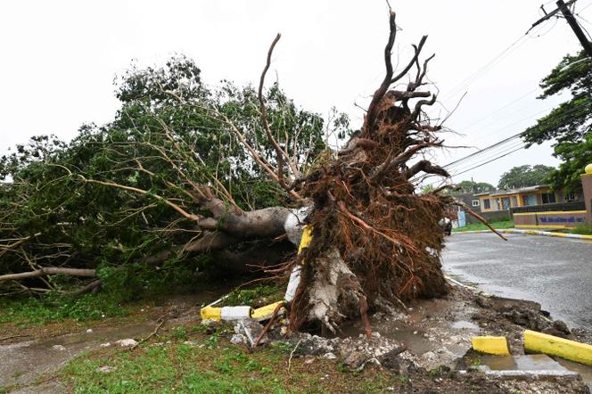 A Sainte-Catherine, le 28 octobre 2025, un arbre a été déraciné par les vents violents de l’ouragan Melissa qui a traversé la Jamaïque. 