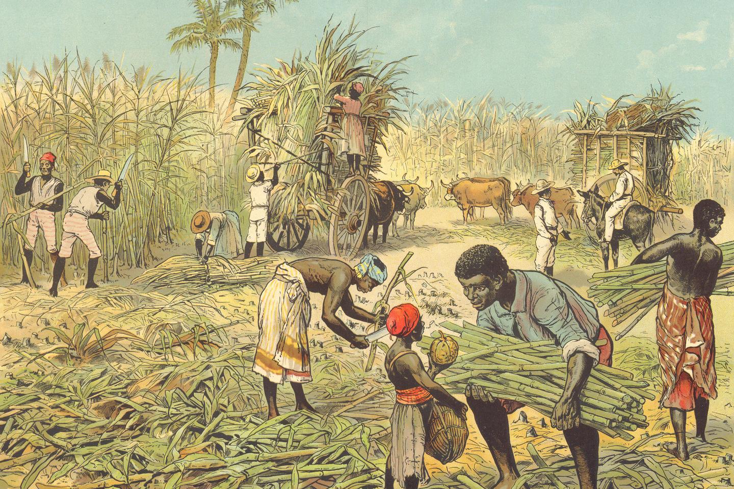 « La Terre brûle », de Sunil Amrith : mille ans de nature détruite