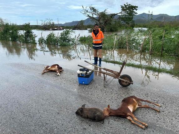 Les animaux noyés d’un fermier, après le passage de l’ouragan Melissa sur la ville de San Miguel de Parada, dans la province de Santiago de Cuba, le 29 octobre 2025.