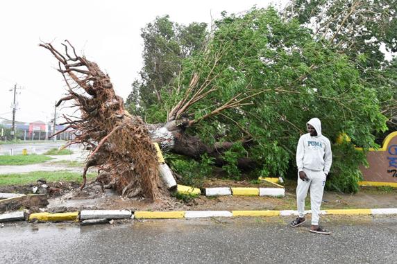 Un arbre tombé dans une rue de Saint Catherine, en Jamaïque, le 28 octobre 2025.