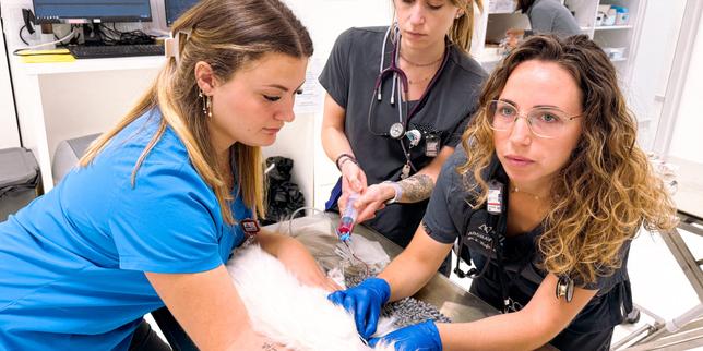 Flue, un chat de 2 ans donne son sang à la clinique Agoravet, à Strasbourg, le 9 juillet 2025.