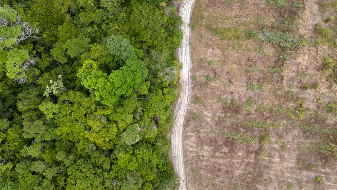 Aerial view of a former cattle ranch reforested by the Mombak company in the Amazon, near Mae do Rio (Brazil), December 11, 2024.