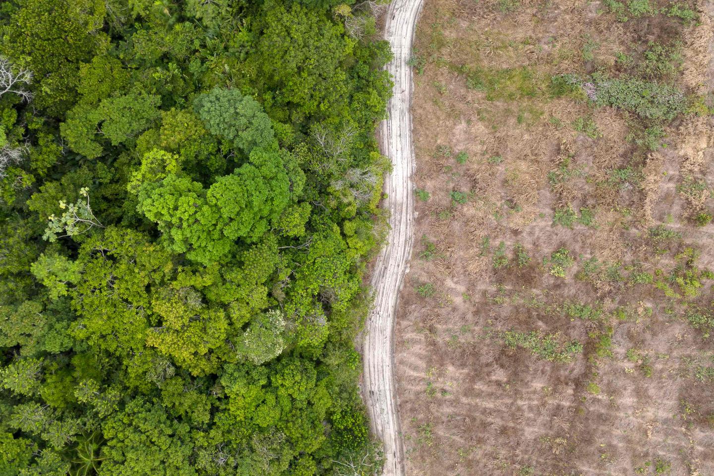 Report par l’UE de la loi contre la déforestation : les ONG dénoncent un symbole « terrible » en pleine « COP de l’Amazonie »