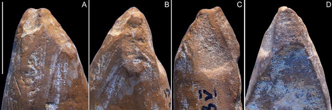 Macrophotographies des quatre faces de l’extrémité d’un fragment d’ocre provenant de Crimée, délibérément gratté ou épointé en forme de crayon par des néandertaliens.