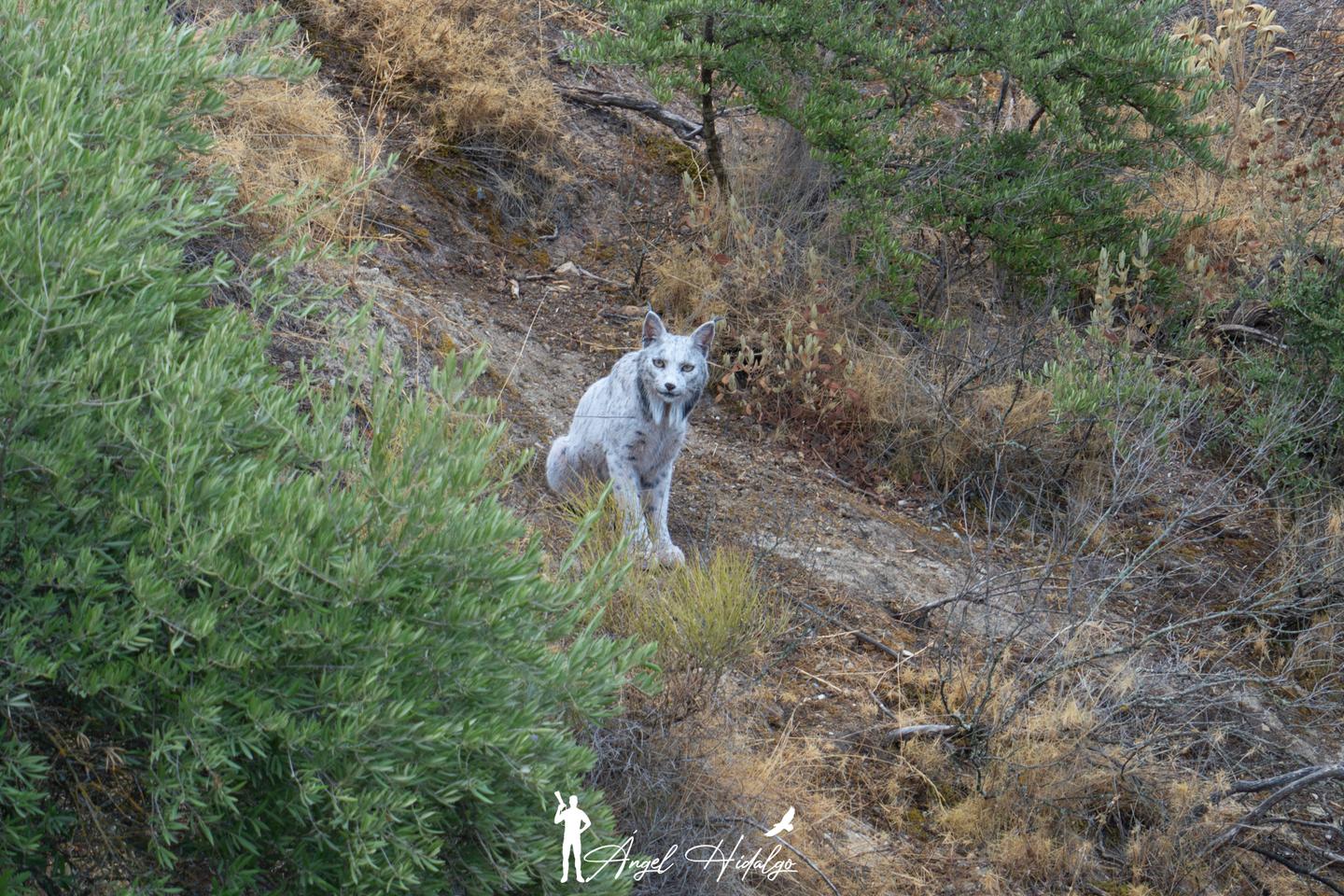 Un lynx ibérique blanc photographié pour la première fois de l’histoire en Espagne