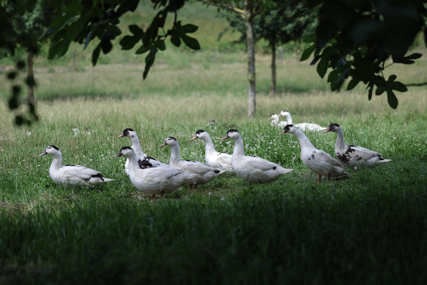 La grippe aviaire menace toujours les Ã©levages de canards et volailles, dix ans aprÃ¨s son...