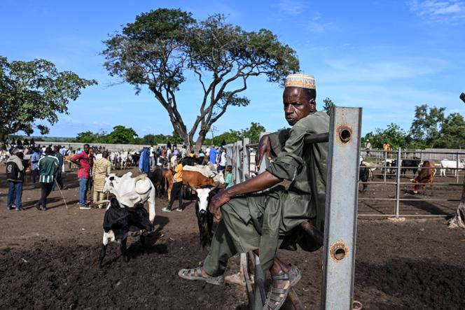 The Doropo livestock park, in northeastern Côte d'Ivoire, near the Burkinabe border, on October 12, 2025.