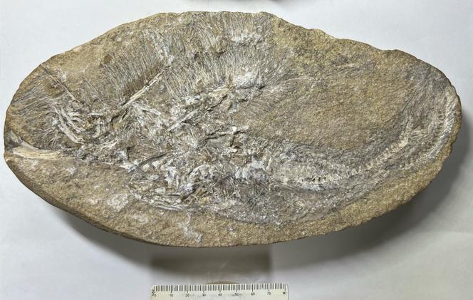 Un « Bakiribu waridza » sous forme de vomissure pétrifiée retrouvé dans le Cariri, au Brésil, en 2025