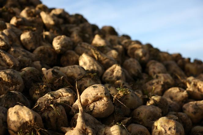 Récolte de betteraves dans un champ de Voinsles (Seine-et-Marne), le 4 novembre 2025.