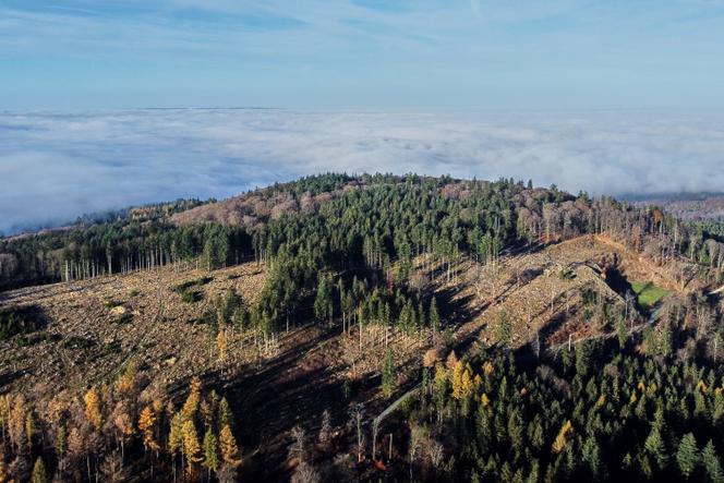 Une forêt dans la région du Taunus, près de Francfort (Allemagne), le 7 novembre 2025. 