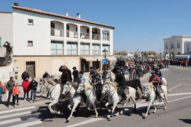 Les gardians de la manade Laurent mènent les taureaux aux arènes, dans les rues des Saintes-Maries-de-la-Mer (Hérault), le 24 avril 2024. 