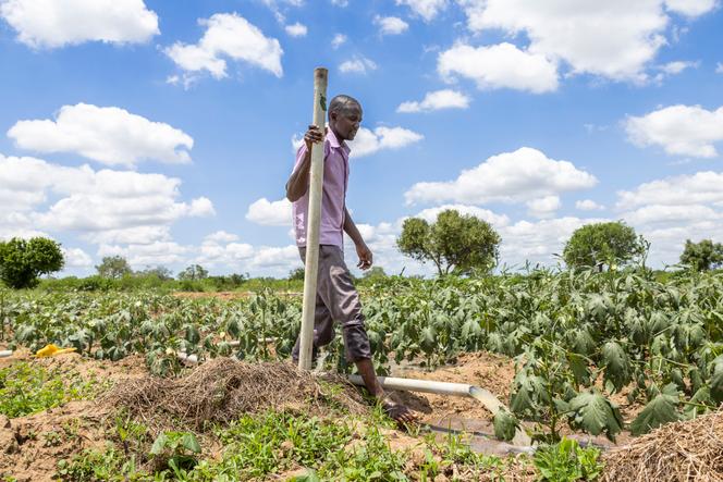 El granjero Thomas Kazungu Karisa, de 36 años, en un terreno comunitario, en la aldea de Milore, condado de Kilifi, el 9 de abril de 2025.