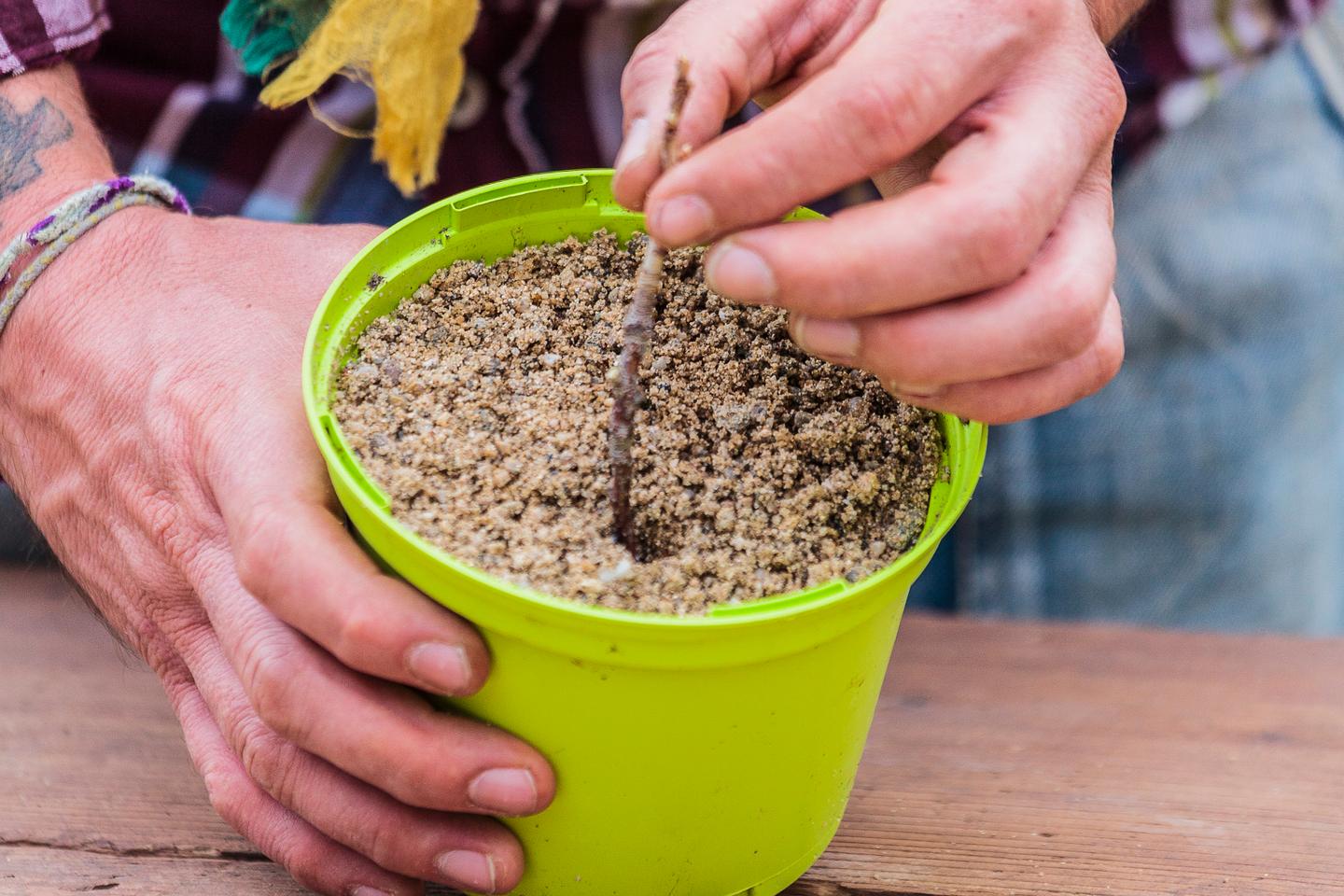 Planter à l’automne, une idée plutôt bonne Planter à l’automne, une idée plutôt bonne