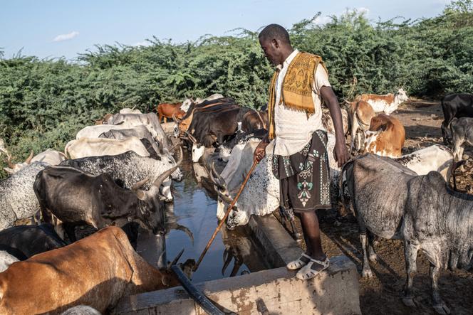 Un berger et son troupeau de bétail à Amibara, en Ethiopie, le 16 octobre 2025.