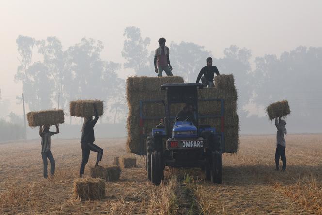 Des ouvriers agricoles ramassent des ballots de paille de riz dans la pollution atmosphérique à Mansa, dans l’Etat du Pendjab, le 12 novembre 2025.