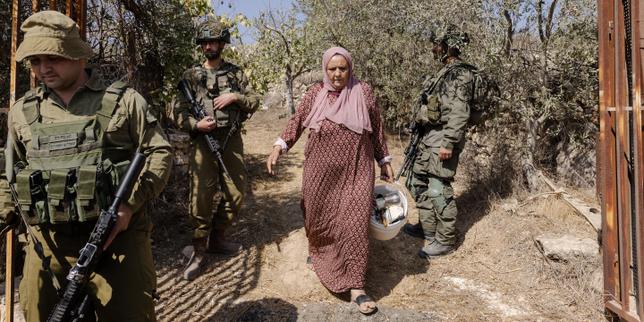 Dans les oliveraies de Cisjordanie, la récolte de la terreur