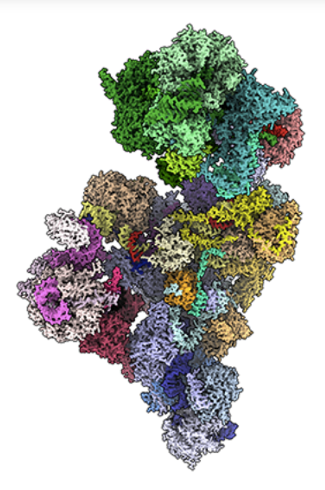 Représentation de la structure du spliceosome humain, composé d’assemblages de protéines et d’ARN, au moment de l’épissage d’un ARN pré-messager.