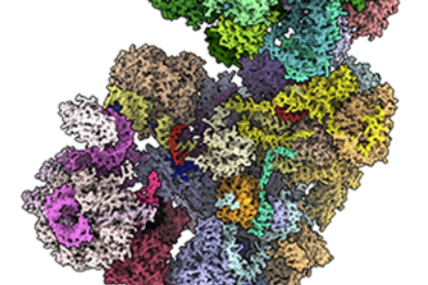 quand un petit ARN provoque des troubles du développement du cerveau