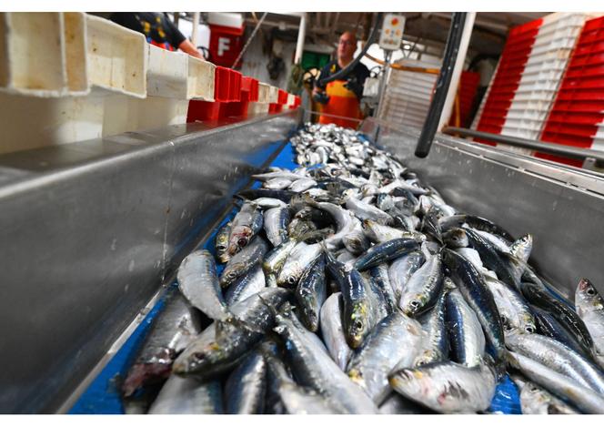 Des sardines sur un chalutier, au large de la baie de Somme, le 8 septembre 2025.