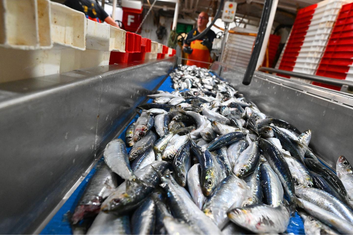 L’empreinte carbone du secteur de la pêche, toujours très dépendante des carburants