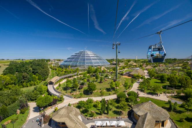 Au zoo de Beauval, à Saint-Aignan (Loir-et-Cher), le 9&nbsp;juillet 2020. 
