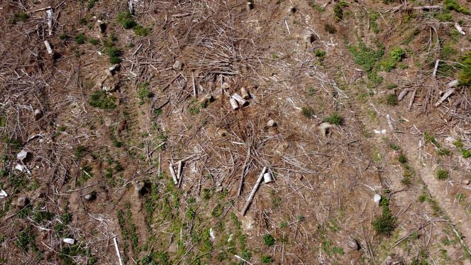Une parcelle de terrain où des résineux ont été abattus par des bûcherons, dans le parc naturel régional du Morvan, à Brassy (Nièvre), le 3 septembre 2021. 