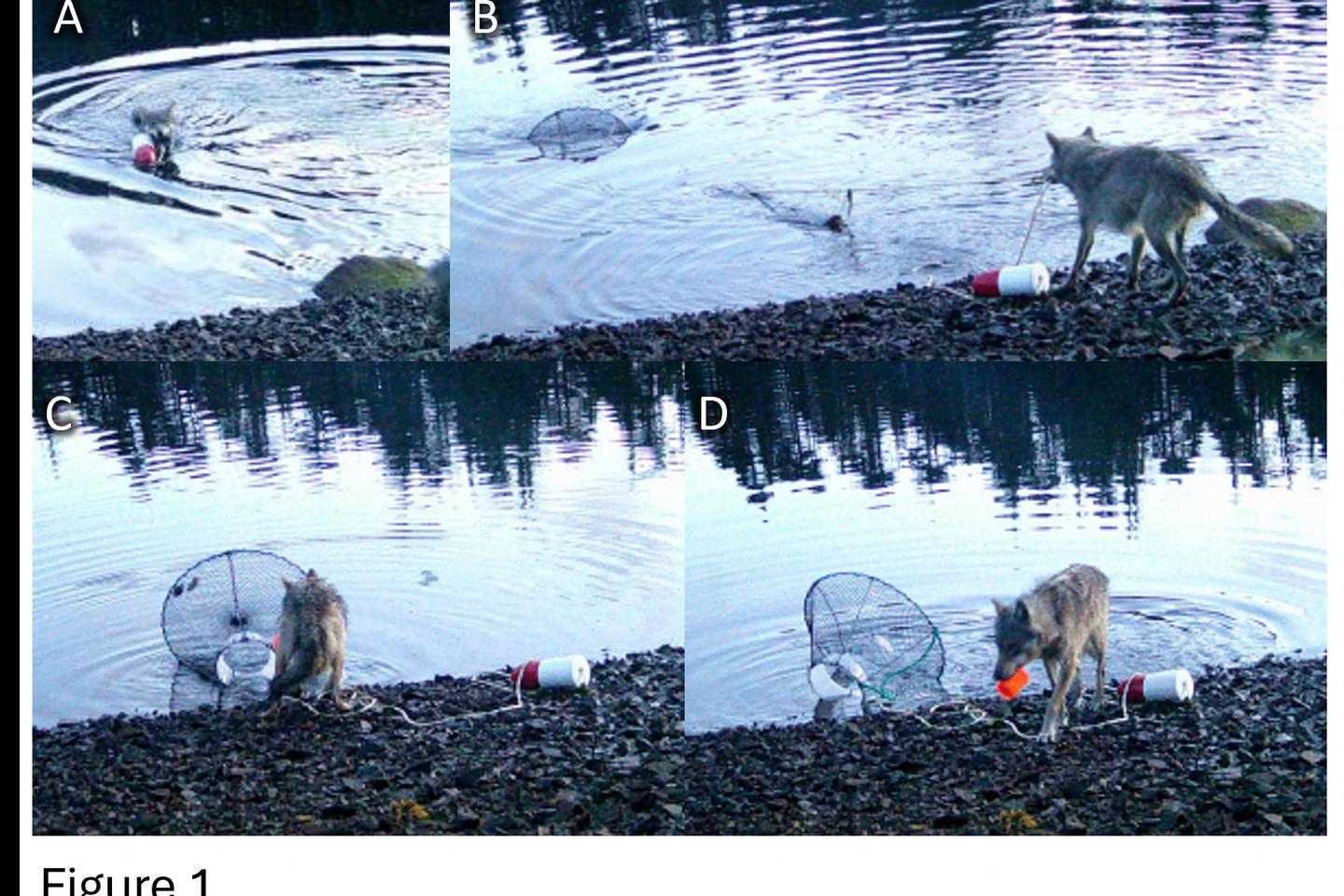 Une louve intrigue des scientifiques en manipulant un objet pour se nourrir