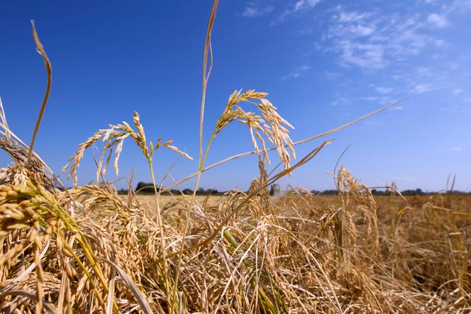 Récolte du riz, à Saint-Gilles (Gard), le 28 septembre 2015.