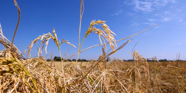 Prezzi del riso al minimo globale: l'India allenta le restrizioni e la raccolta 2025 raggiunge record