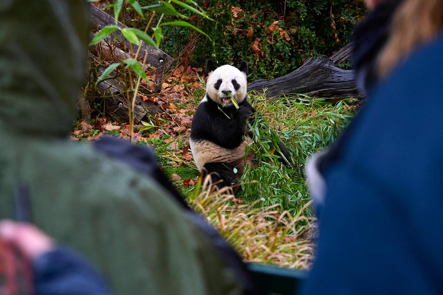 La Chine promet de nouveaux pandas gÃ©ants aprÃ¨s le dÃ©part du zoo de Beauval du seul couple...