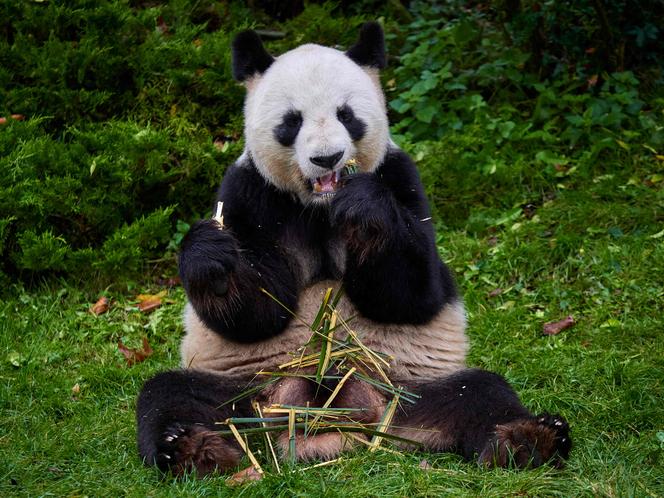 Male Panda Yuan Zi is lying in his internal enclosure before his last public snack at the Beauval Zoo in Saint-Aignan-sur-Cher, central France, on November 23, 2025. 