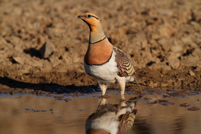 Ganga cata mâle, à la plaine de la Crau (Bouches-du-Rhône).