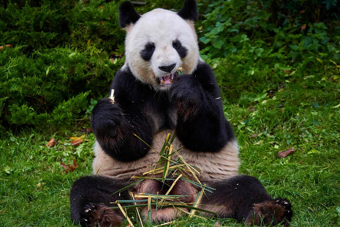 France bids farewell to popular pandas returning to China