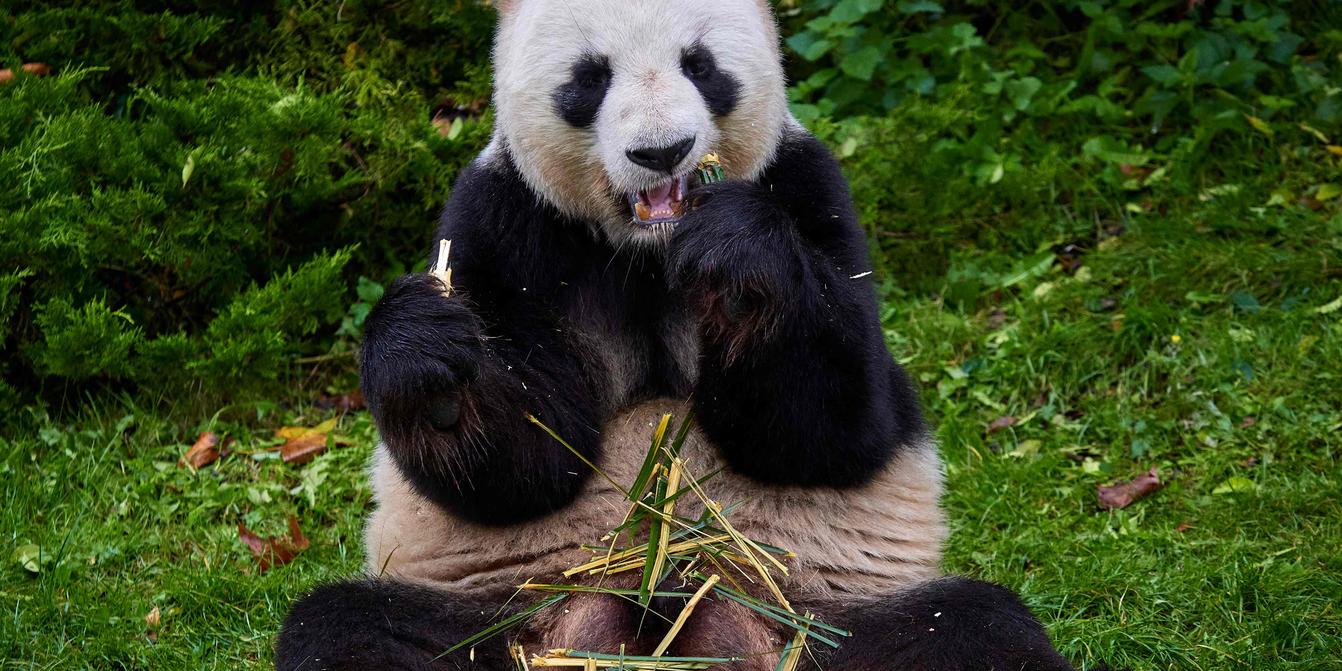 Golden panda france