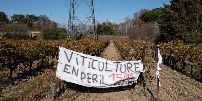 Crise du vin : « Il nous reste environ 1 centime d’euro de bénéfice net sur une bouteille vendue 3,45 euros »