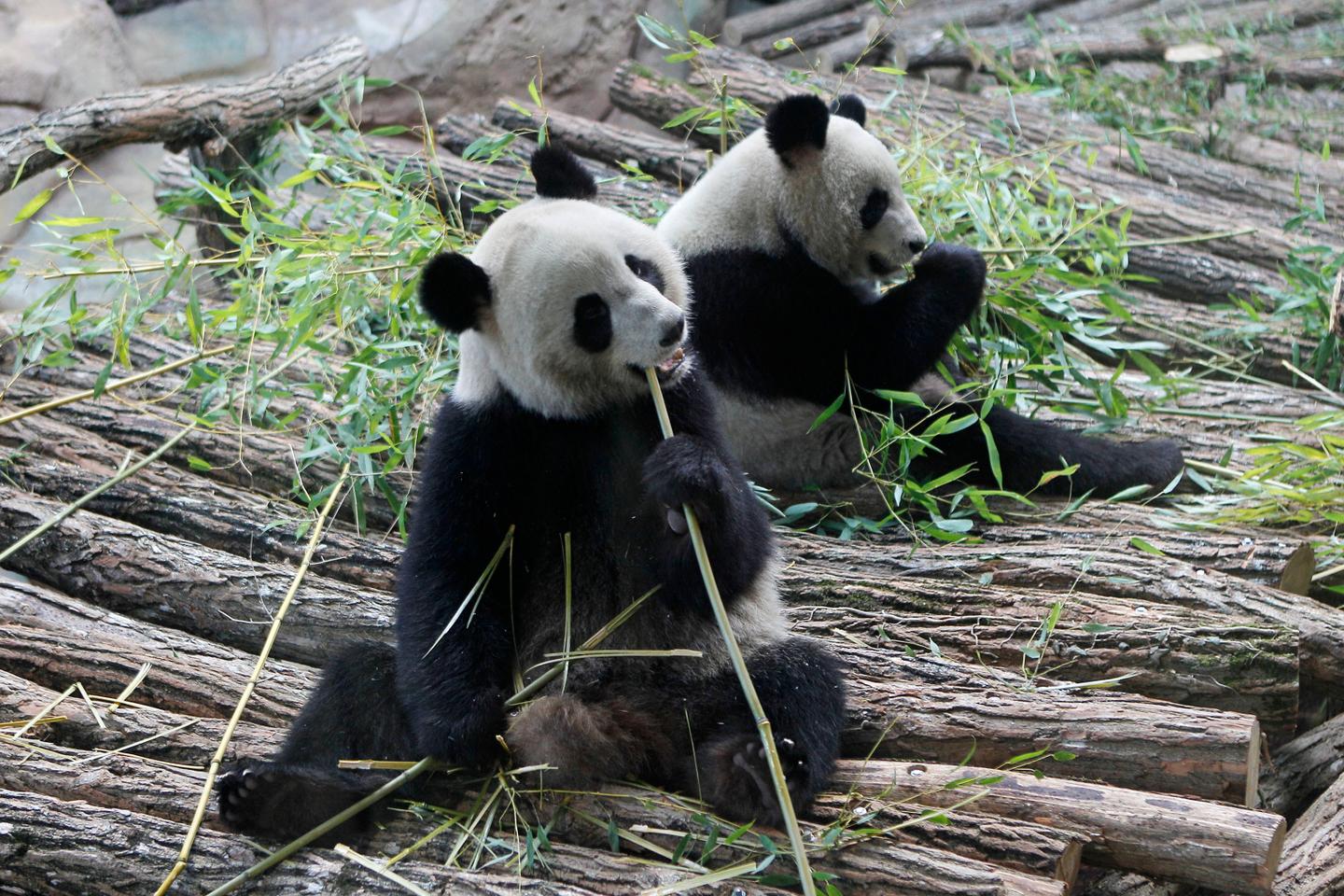 L unique Couple De Pandas G ants H berg En France A Quitt Le Zoo De 