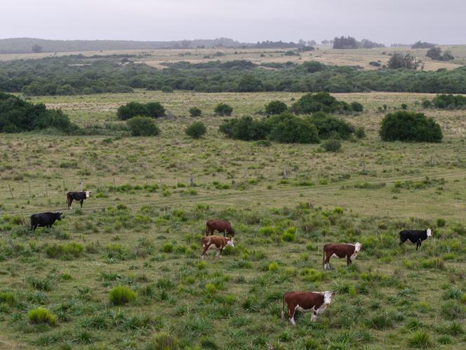 In Uruguay, December 26, 2024. 