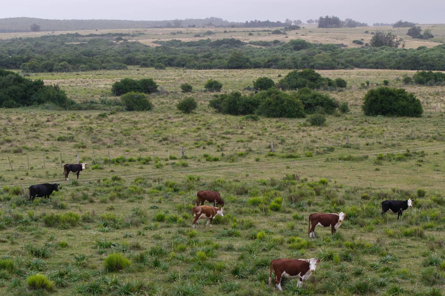 PrÃ¨s de 3Â 000Â bovins dÃ©barquent en Libye, aprÃ¨s avoir Ã©tÃ© bloquÃ©s pendant...