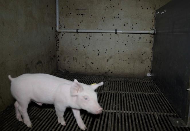 Porcelet dans un élevage de cochons, infesté de cafards, appartenant à Bernard Rouxel, président du géant de l’industrie porcine Cooperl, dans les Côtes-d’Armor, le 12 novembre 2025.