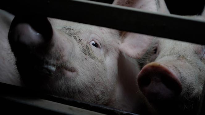Undated images, provided by the L214 association, show the living conditions of pigs on one of the two farms in Plénée-Jugon and Éréac (Côtes-d'Armor) that were the subject of the November 26, 2025 complaint.