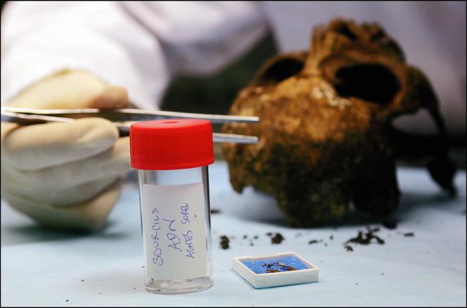 Prélèvement d’ADN sur un crâne issu d’une sépulture médiévale, en 2005.